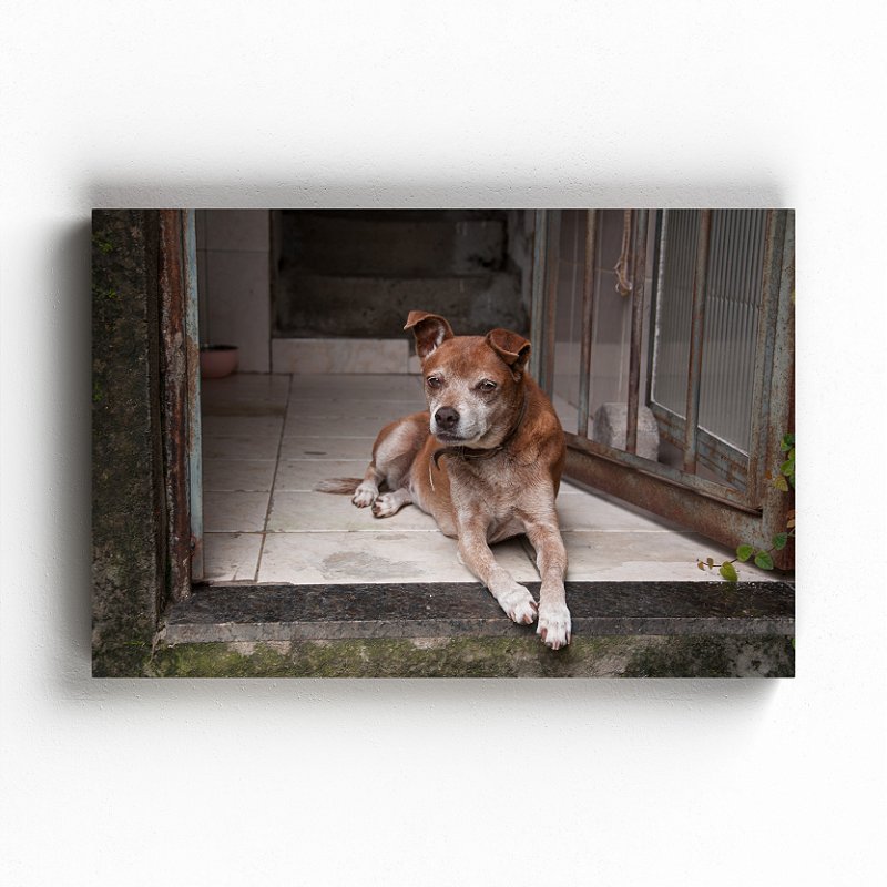 Senhora Simpática - Exposição Domesticidade - Gustavo Souto - Quadro ou Print Fine Art