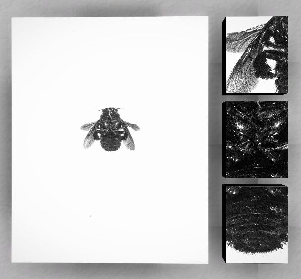 Obra Completa Entomologia N.2: Xylocopa - Exposição Inconsciente Óptico | Natureza Viva - Victor Naine