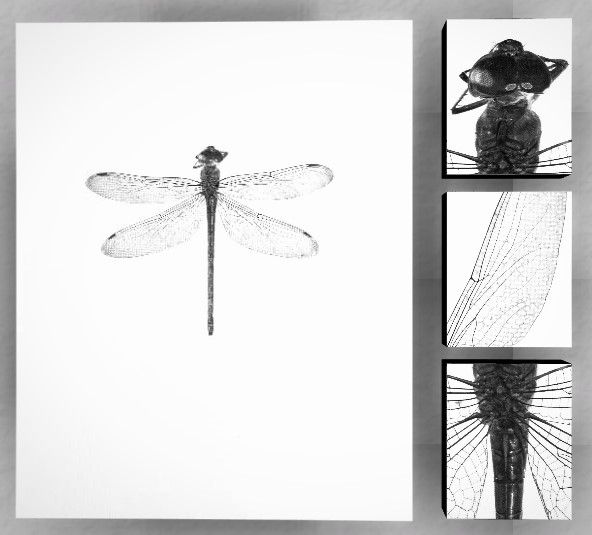 Obra Completa Entomologia N.1: Libélula  - Exposição Inconsciente Óptico | Natureza Viva - Victor Naine
