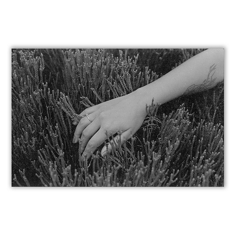 Um Pequizeiro Sufocado Não Dá Frutos 08 - Neto Macedo - Print Fine Art ou Quadro