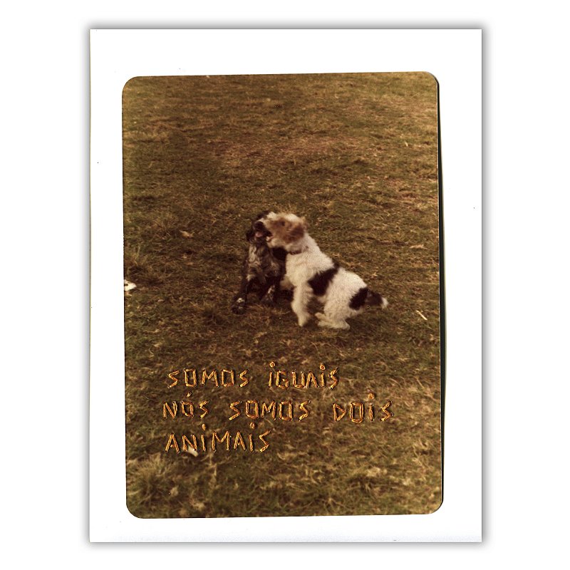 Dois Animais - Nina Rocha - Print Fine Art ou Quadro