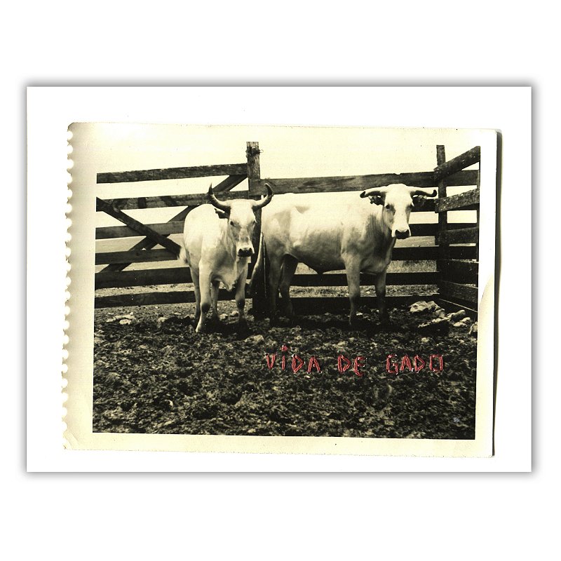 Vida de Gado - Nina Rocha - Print Fine Art ou Quadro