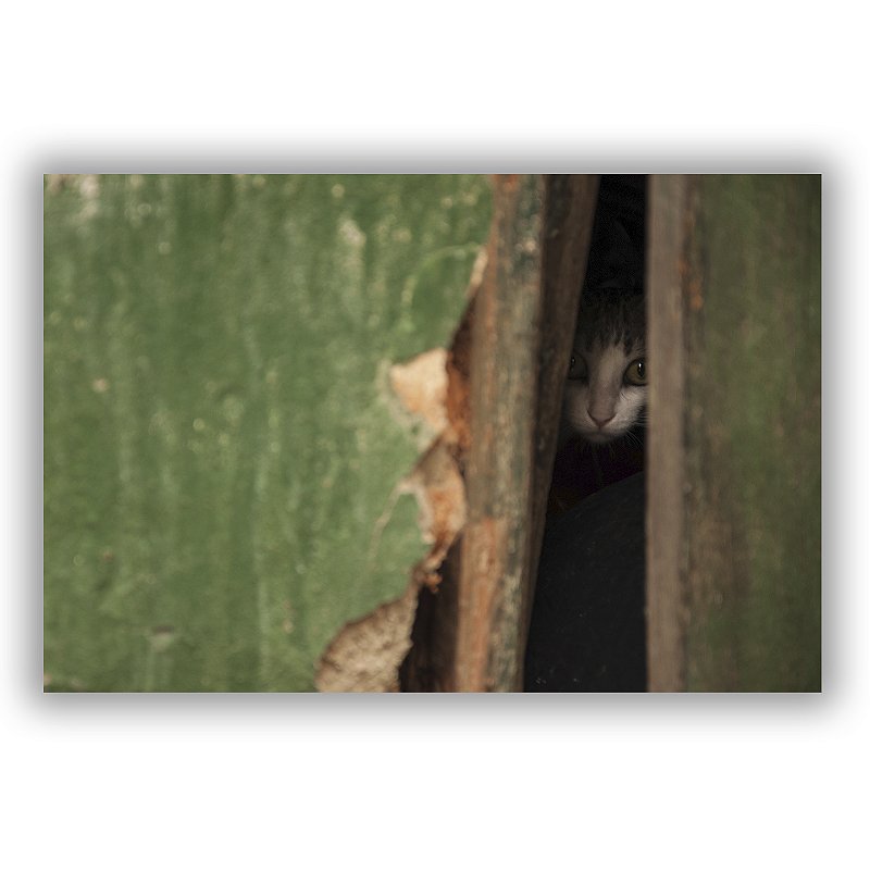 Canto de Quintal - Gustavo de Paula