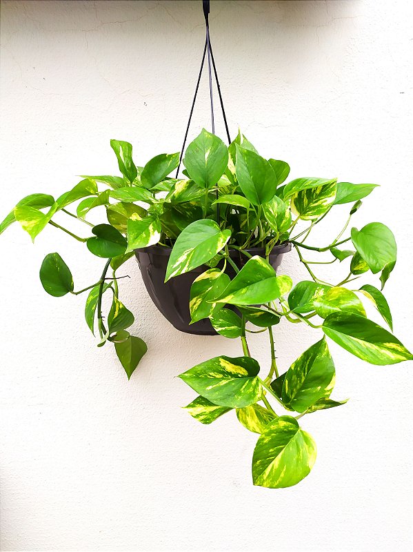 Jibóia Pendente | Cuia Grande - Indoor Plantas