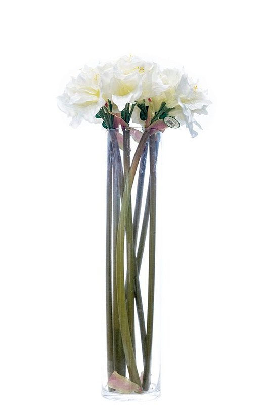 AMARYLLIS - Kero Novidades - Kero Novidades