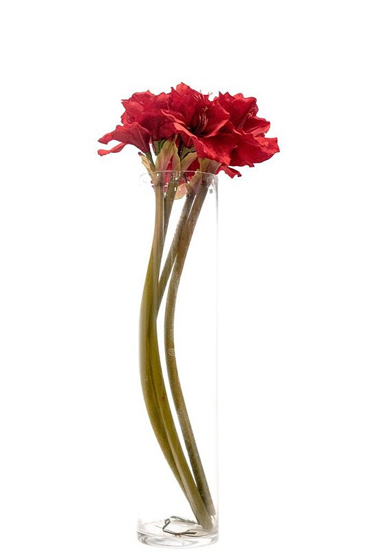 Amaryllisページ AMARYLLIS - Kero Novidades - Kero Novidades