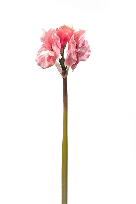 AMARYLLIS - Kero Novidades - Kero Novidades