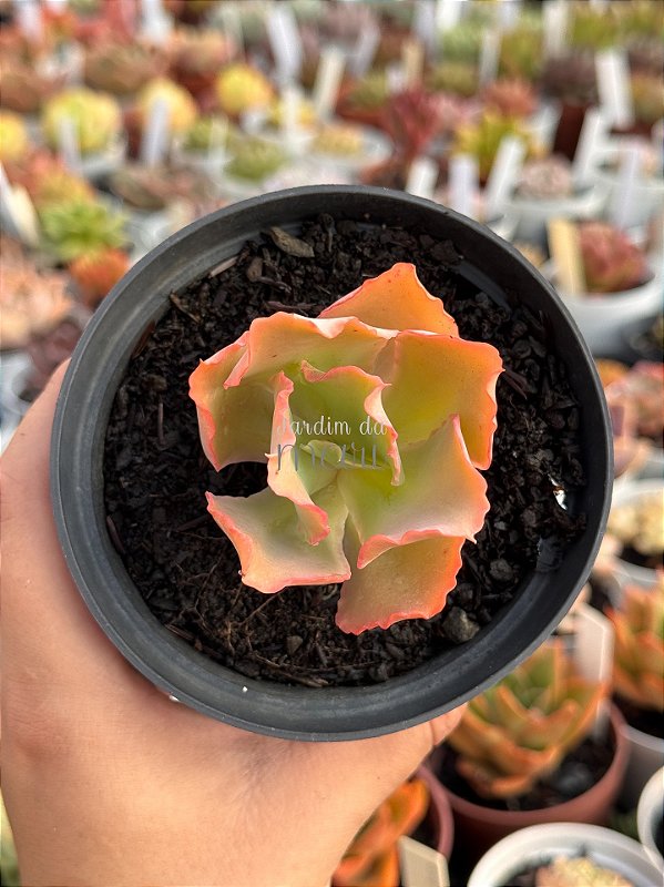 Echeveria princess lace - Jardim da Mari Suculentas