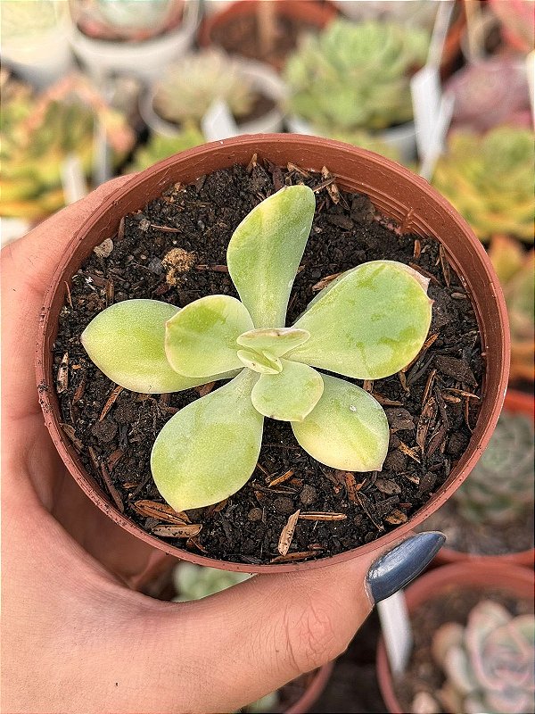 Etrarium/エトラリウム　HAKUGEI Echeveria hakuhou variegata (sem raiz) - Jardim da Mari Suculentas