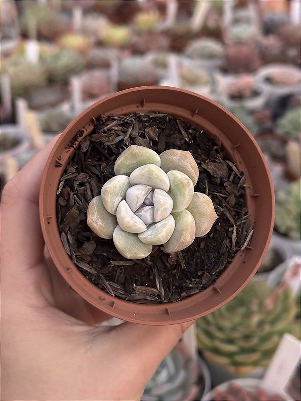 Echeveria snow bunny - Jardim da Mari Suculentas