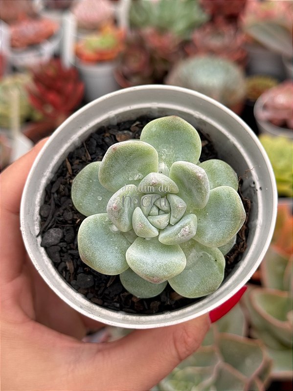 Echeveria ice green - Jardim da Mari Suculentas