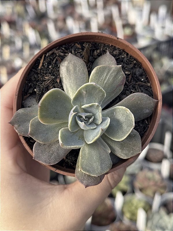 M✧succulent ·͜· ︎︎ᕷ Echeveria colorshift - Jardim da Mari Suculentas