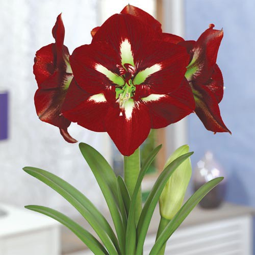 AMARYLLIS BARBADOS-Bulbo. - Casa das Sementes Lavras
