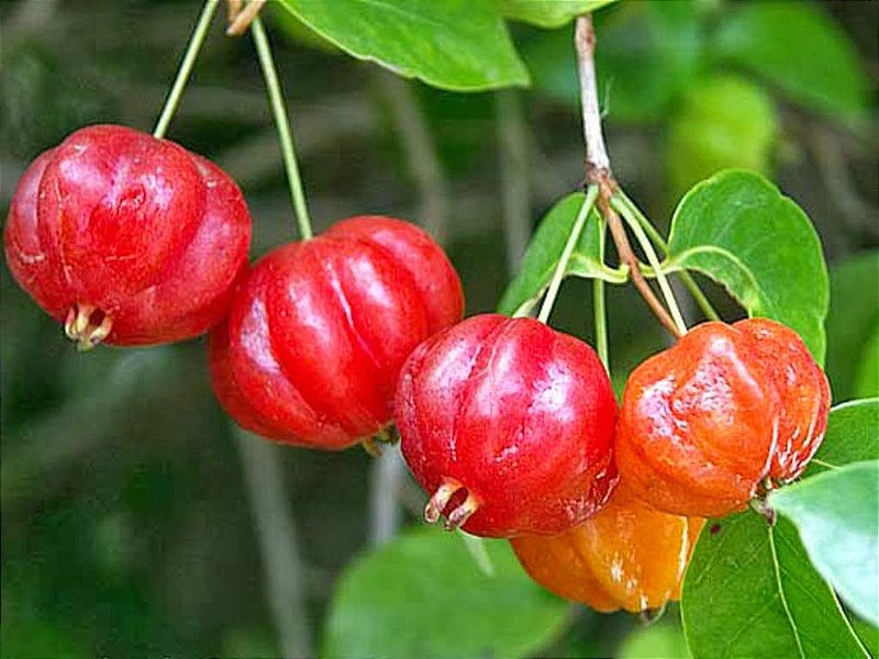 muda-de-pitanga-vermelha-nativa-e-muito-saborosa-mudas-e-arvores