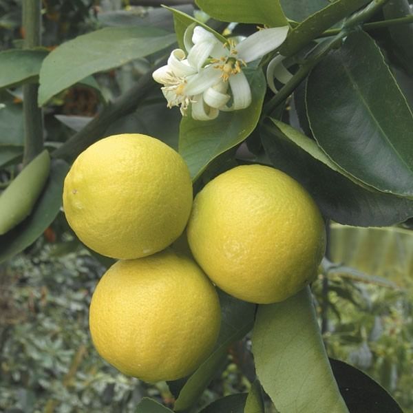 Mudas Enxertadas De Limão Galego excelente para caipirinha - Mudas e  Arvores Frutiferas Enxertas Raras (11) 945-198-936