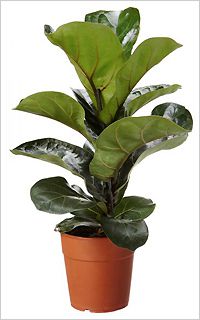 Ficus Lirata Sjc Ficus Lirata Sao Jose Dos Campos Ficus Lirata Www Gardendelivery Sjc Br