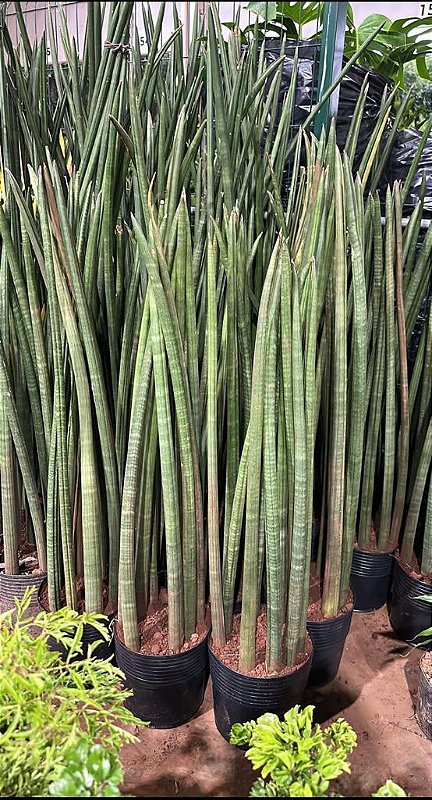 Identifique Se A Planta É De Sombra - Minhas Plantas