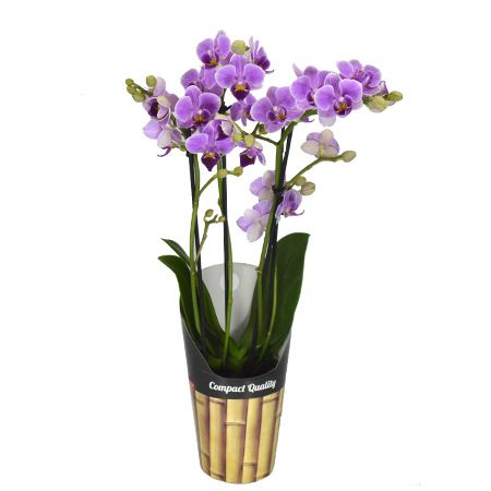 Orquídea mini phalaenopsis - RD Flores