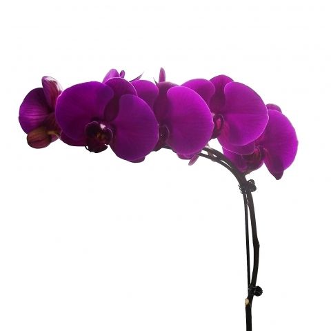 Orquídea phalaenopsis vaso - RD Flores