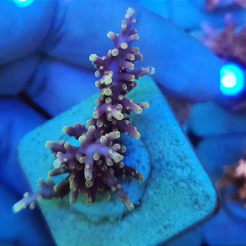 Coral SPS Acrópora Cardus 2 - Conheça a loja Aquavila.