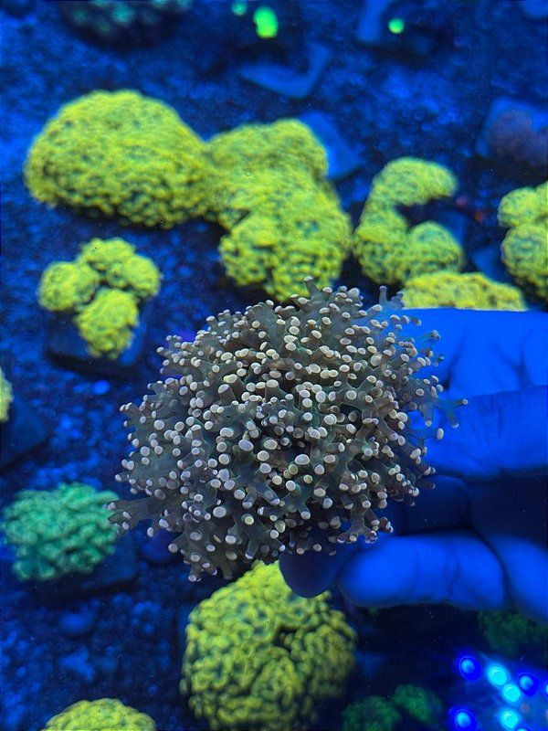 Frog vermelho centro verde