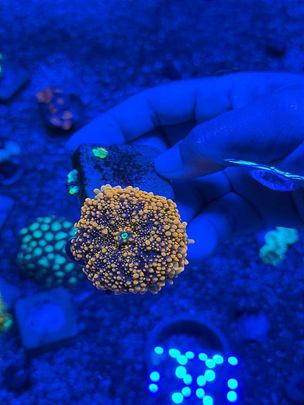 Ricordea Yumma Orange