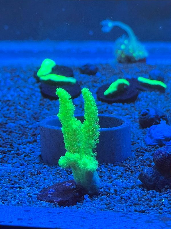 Leather Spaggueti kryptonita