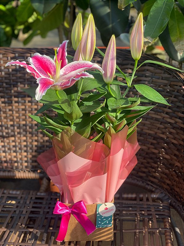 Lírio Oriental Rosa Perfumado Luxo