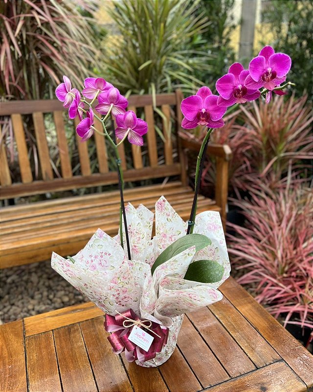 Linda Orquídea Phaleanopsis vinho