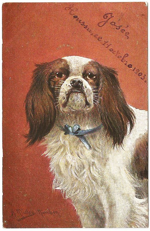 Cartão Postal Antigo Original Ilustrado - Tema Animais, Cachorro Pequinês, Circulado em 1903