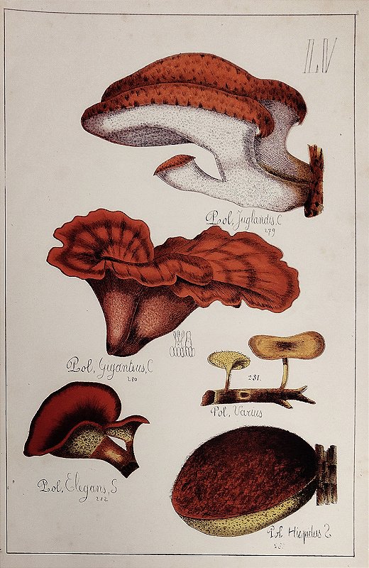 Champignon - Gravura Original 1881, História Natural, Cogumelos, Imagens de 5 tipos de Champignons
