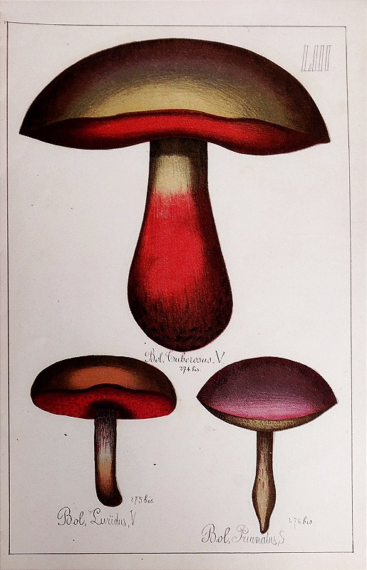Cogumelo - Gravura original de 1881, História Natural, 3 tipos de Champignon