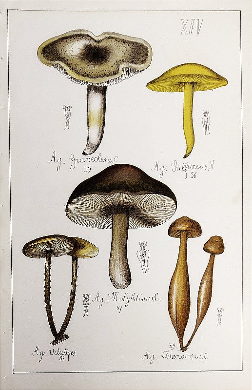 Gravura Original de 1881, História natural, Cogumelos - 5 Tipos de Champignon