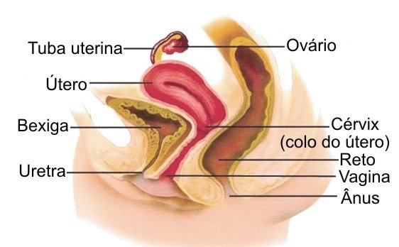 abertura ureteral