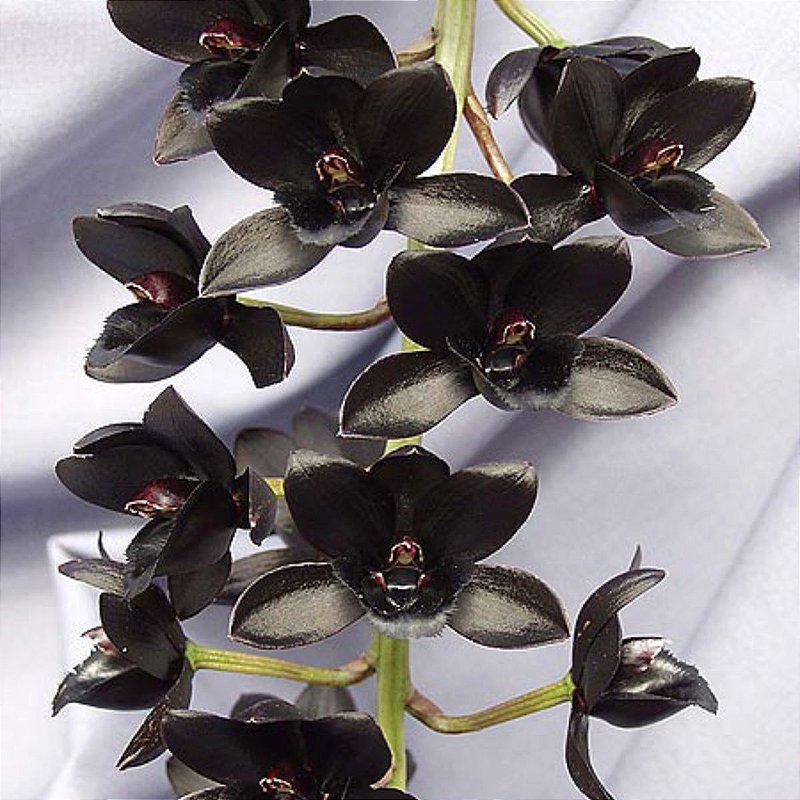 Fredclarkeara Fdk. After Midnight (orquídea negra) - Orquídeas & Cia