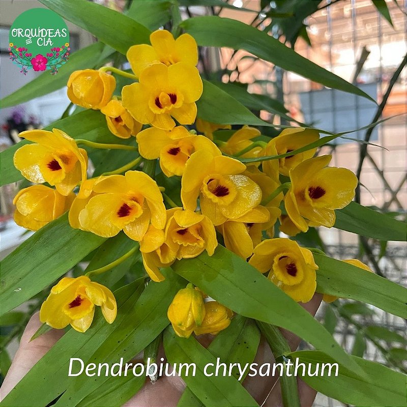 Dendrobium chrysanthum - Orquídeas & Cia