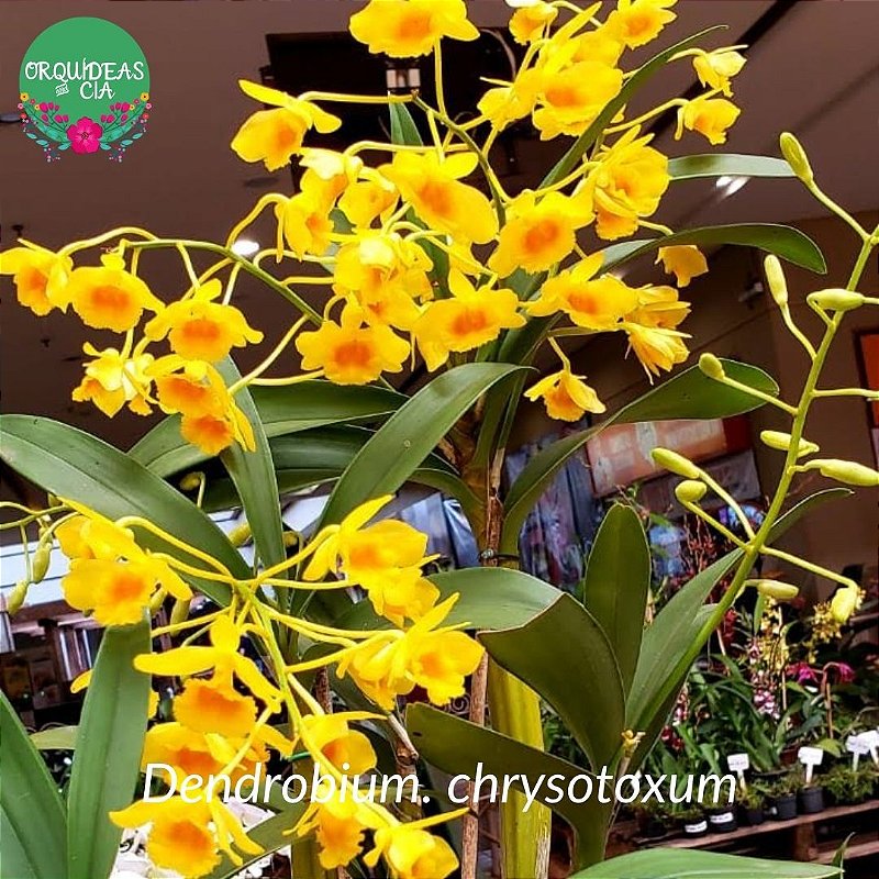 Orquídea cheiro de mel Dendrobium chrysotoxum (chryzotoxum) - Orquídeas ...