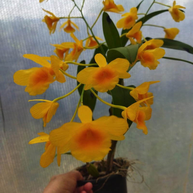 Orquídea cheiro de mel Dendrobium chrysotoxum (chryzotoxum