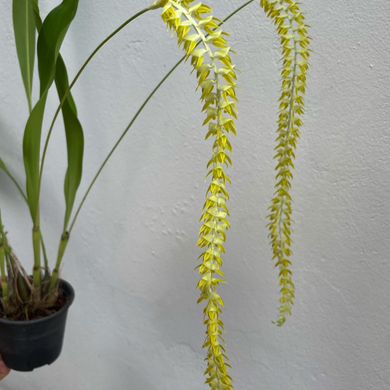 Dendrochilum magnum - Orquídeas & Cia