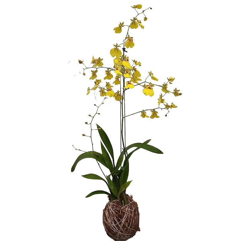 Kokedama de Orquídea Chuva de ouro (Oncidium aloha) - Orquídeas & Cia