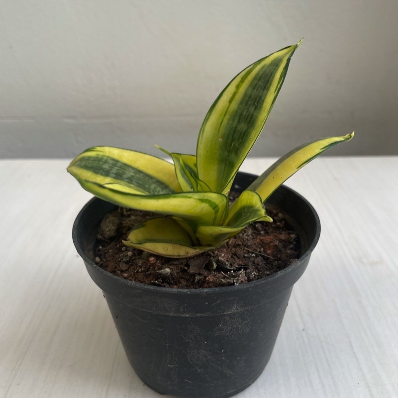 洋書 the splendid sansevieria Folhagem Espadinha golden (Sansevieria Golden Hahnii) - Orquídeas