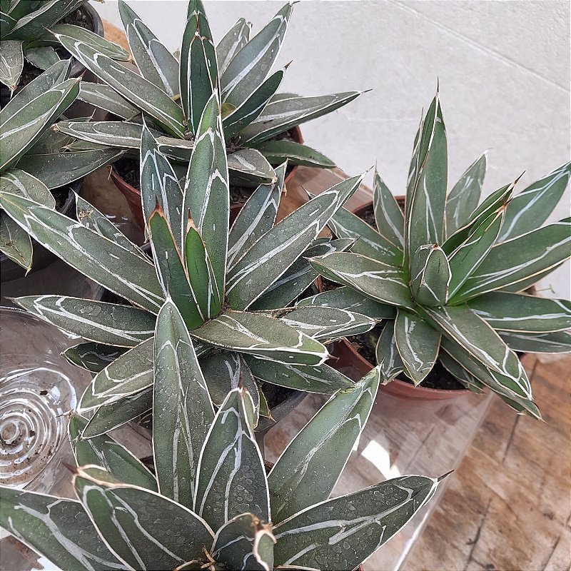 Suculenta Agave Reginae (Agave Victoriae-Reginae) - Orquídeas & Cia