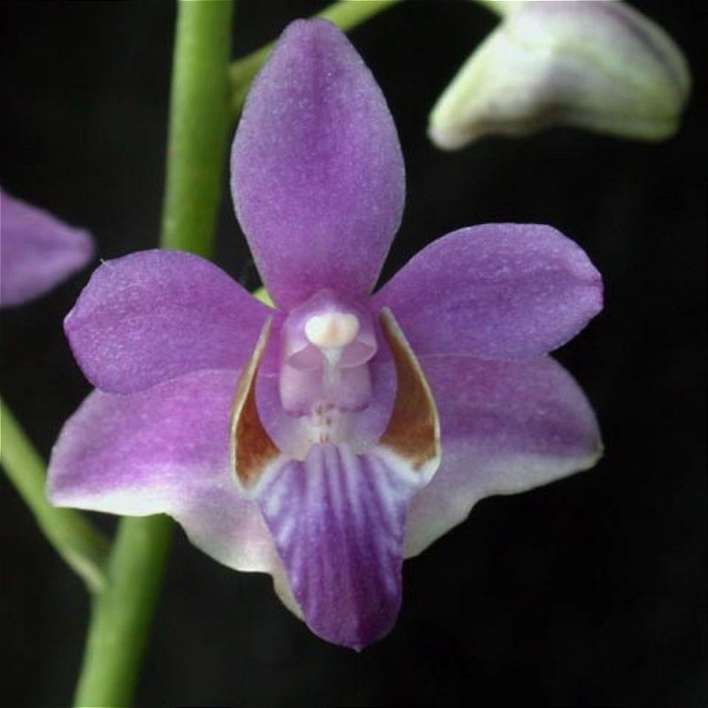 Doritis pulcherrima (Phalaenopsis) - Orquídeas & Cia