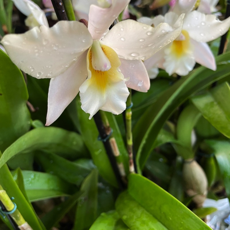 Cattleya híbrida Iwanagara Apple Blossom - Orquídeas & Cia