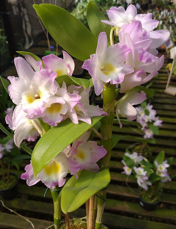 Dendrobium Sweet Rose - Orquidario em Mogi Mirim/SP - As mais lindas  Orquídeas!