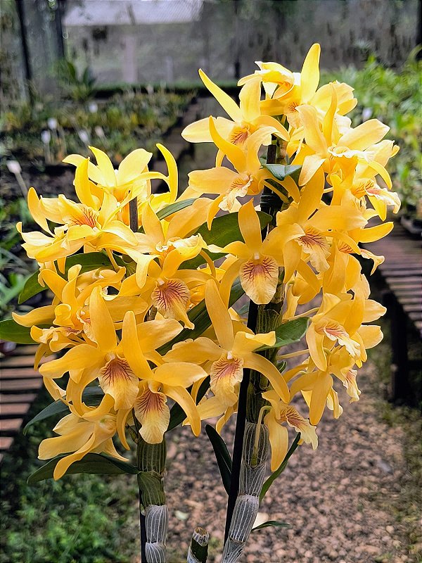 Orquídea Dendrobium Stardust 'Chiyomi' - Orquidario em Mogi Mirim