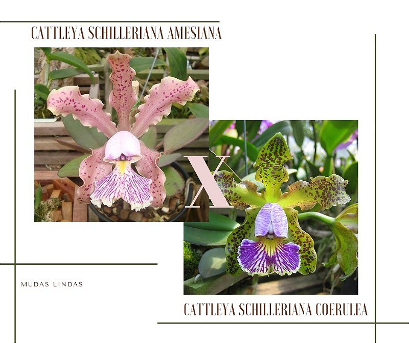 Cattleya Schilleriana Amesiana x Coerulea - Orquidario em Mogi Mirim/SP -  As mais lindas Orquídeas!