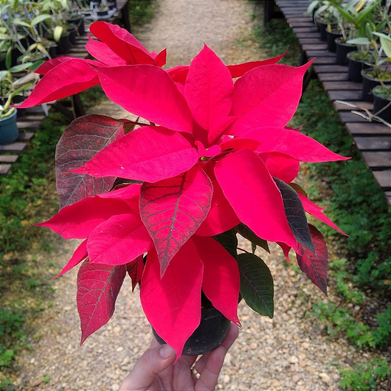 Euphorbia Pulcherrima (Planta do Natal) - Orquidario em Mogi Mirim/SP - As mais lindas Orquídeas! Euphorbia Pulcherrima (Planta do Natal) - Orquidario em Mogi Mirim/SP - As mais lindas Orquídeas!