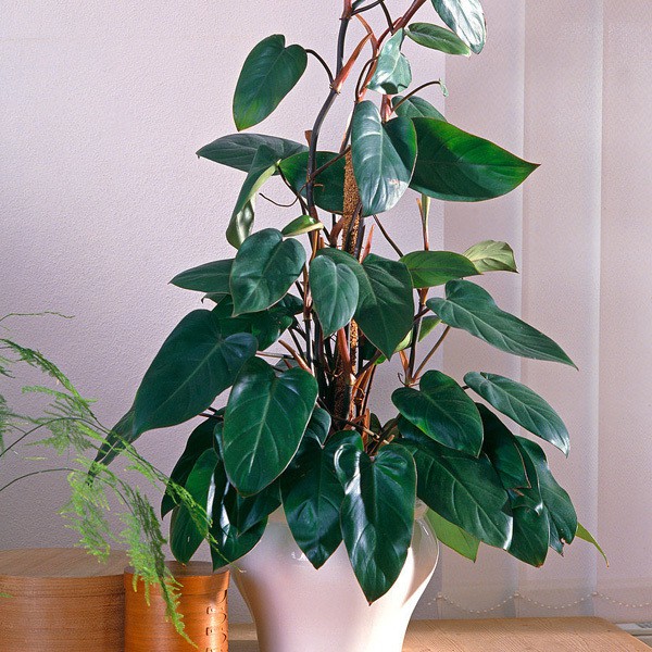 Filodendro Sanguineo - Philodendron Sanguineum - Orquidario em Mogi  Mirim/SP - As mais lindas Orqudeas!