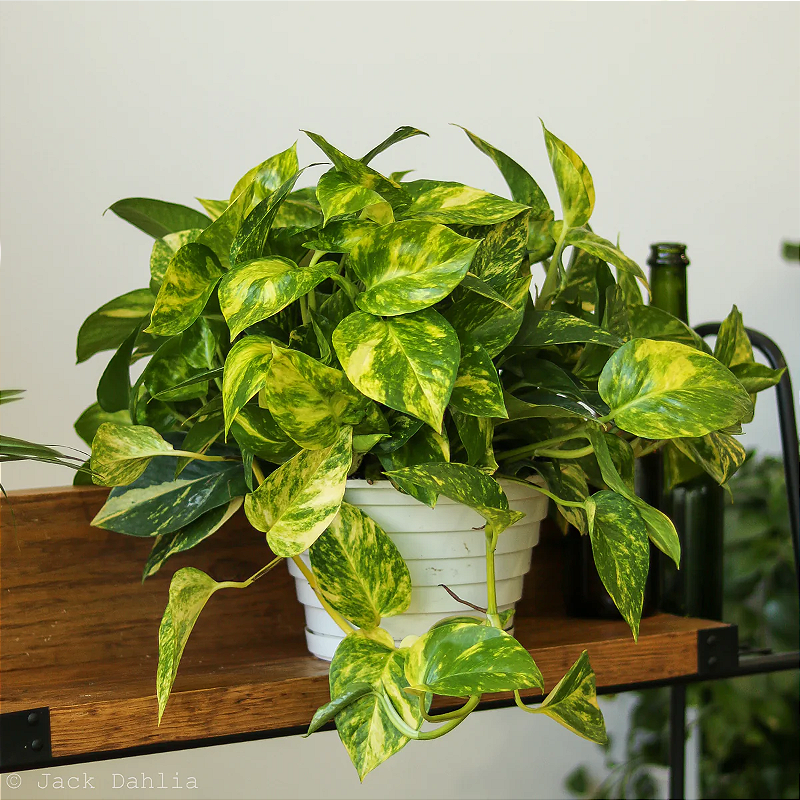 Epipremnum Aureum - Potos - Pianta Cesto Pensile - Pianta Tropicale d' Appartamento